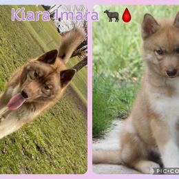 Siberian Husky Puppies from Bleu Skies Siberian Huskies