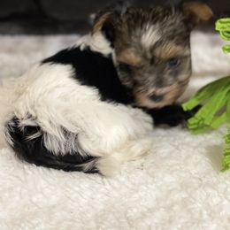 Biewer Terrier Puppies from Southern Star Biewers