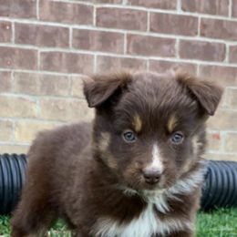 Aussiedoodle and Australian Shepherd Puppies from Wolf Creek Aussies And Aussiedoodles