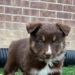 Aussiedoodle and Australian Shepherd Puppies from Wolf Creek Aussies And Aussiedoodles