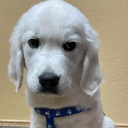 Golden Retrievers from Stoney Acres Retrievers