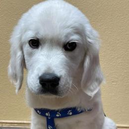 Golden Retrievers from Stoney Acres Retrievers
