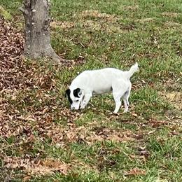 Gigi - Russell Terrier