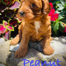 Peanut - Red  male Goldendoodle puppy in Fairfield, Ohio from McMoniDoodles