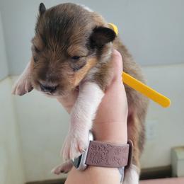 Kevin - Sable male Collie puppy in Mattoon, Illinois from Gold Leaf Collies