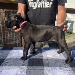 Purple Collar - Black female Cane Corso puppy in Beaver Crossing, Nebraska from Blue River Cane Corso
