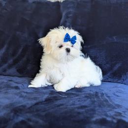 Shorty - White male Maltese puppy in Eureka, California from Bratpack Babydolls