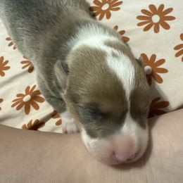 Boy 2 - Blue male Pembroke Welsh Corgi puppy in Dobson, North Carolina from Clover S Farm