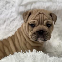 Bulldog puppies from Crystals Bulldog Bungalow
