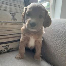 Barley - Apricot male Goldendoodle puppy in Mayville, Michigan from Guiding Light Doodles
