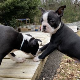Little man - Black and white Boston Terrier puppy in Pickens, South Carolina from Parker Rosa Boston Terrier’s