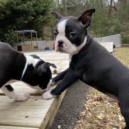 Little man - Black and white Boston Terrier puppy in Pickens, South Carolina from Parker Rosa Boston Terrier’s