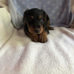 Jonathan - Black and tan male Airedale Terrier puppy in Thomasville, North Carolina from Beitzel Babies