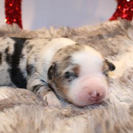 Romeo - Blue merle male Australian Shepherd puppy in Plantersville, Texas from Jak Se Auss