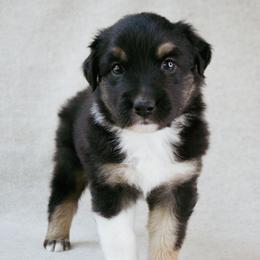 Colt - Black tri-color male Australian Shepherd puppy in Aberdeen, North Carolina from Huckleberry Hill Aussies LLC.