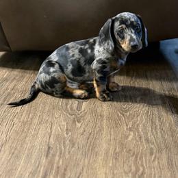 Woody - Dapple male Dachshund puppy in Live Oak, Florida from Johnson’s Weiner Farm