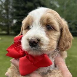 Red collar - Red female Bernedoodle puppy in Cody, Wyoming from Yellowstone Breeders
