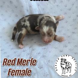 Nina - Red merle female Miniature Australian Shepherd puppy in Jaroso, Colorado from Heaven Sent Aussies