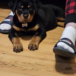 Light Pink Girl 2 - Black and mahogany female Rottweiler puppy in Seale, Alabama from A & Y Guardian Rottweiler