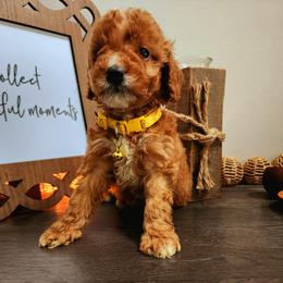 yellow boy 💛 - Red  Goldendoodle puppy in Wellford, South Carolina from 4goldendoodles