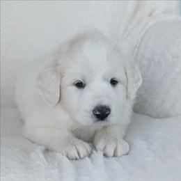 Purple - White female Great Pyrenees puppy in Yakima, Washington from Naches Heights Ranch