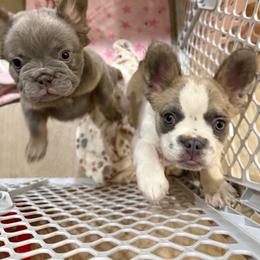 Girl - Fawn and white female French Bulldog puppy in Midland, Texas from Frenchies