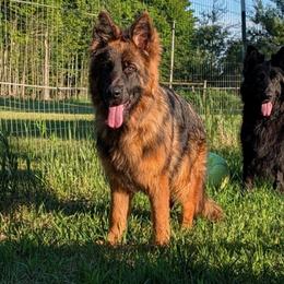 Windsor - German Shepherd