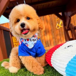 BISCUIT - Apricot male Maltipoo puppy in Sugar Land, Texas from Celebrity Maltipoos