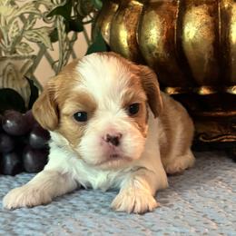 William - Blenheim male Cavatzu puppy in Oklahoma from Rocky Oak Cavaliers & Biewer Terriers LLC