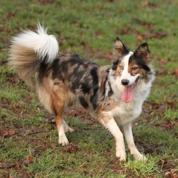 Glory - Border Collie