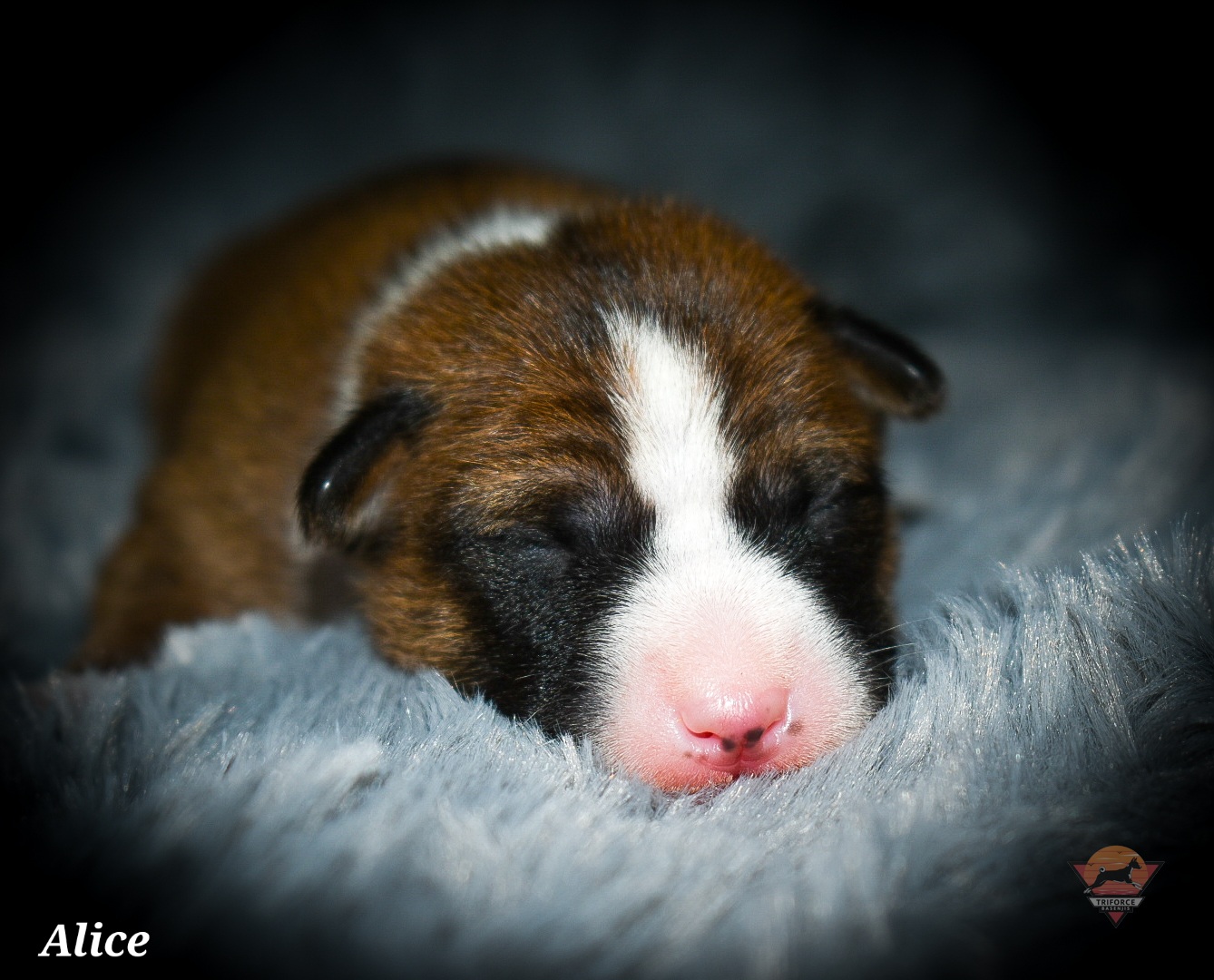 Alice - Red and white female Basenji puppy in San Diego, California from Triforce Basenjis