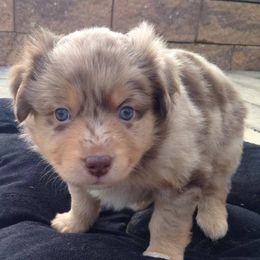 Miniature American Shepherds from South Jersey Mini Aussie