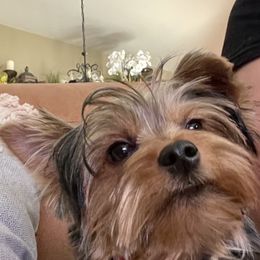 Biewer Terrier All Grown Up from Puppy boutique