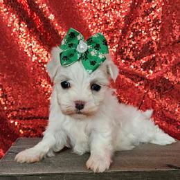 Angel - White female Maltese puppy in Monticello, Iowa from Ashley’s Puppies