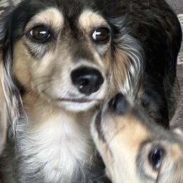 Dachshunds and French Bulldogs from Down in the Boon Doxies
