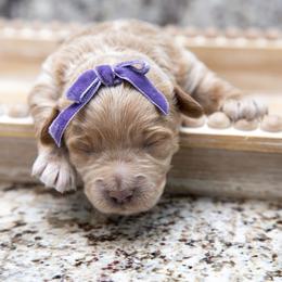 Assorted Doodle Crosses, Aussiedoodle, Golden Aussiedoodle, Goldendoodle, and Sheepadoodle Puppies from Goldendoodledoo Farms