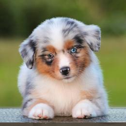 Sandy - Blue merle female Miniature American Shepherd puppy in Palacios, Texas from Coastal’s Miniature American Shepherds