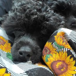 Poodle Puppies from Joanies Poodles