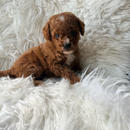 Rocky - Red  male Poodle puppy in Kissimmee, Florida from Poodles Are Mixy