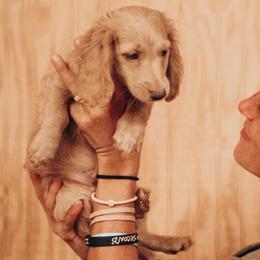 Mason - Dachshund