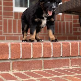 Miniature Australian Shepherd Puppies from Garrett’s Ridge Farm