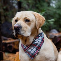 Jack - Labrador Retriever