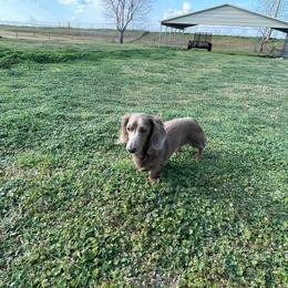 Gracie - Dachshund