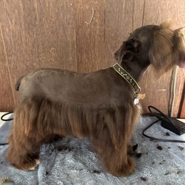 Lego - Miniature Schnauzer