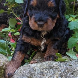 Bernedoodle Puppies from Mountain Top Bernedoodles