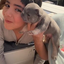 Bertie - Fawn and white female French Bulldog puppy in Bolingbrook, Illinois from Flores Frenchies