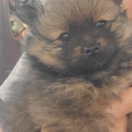 Sevie - Orange sable female Pomeranian puppy in Saint Charles, Missouri from Bisous Pomeranians & Heartland Sh