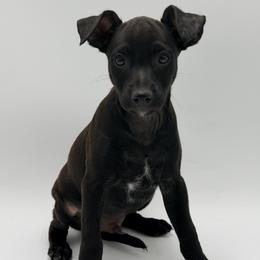 Shelby - Black male Xoloitzcuintli puppy in West Jordan, Utah from Majestic Nakids
