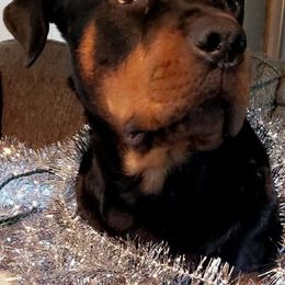 Rottweilers from Sullivan Rotties