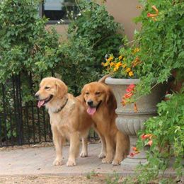 Golden Retrievers from Xanadu Goldens